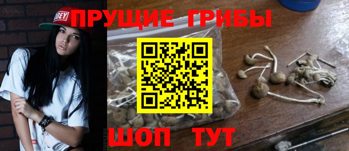 Галлюциногенные грибы Psilocybine cubensis Воркута